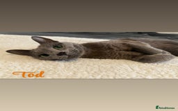 Russian Blue cats for sale: 2 x Pedigree Russian Blue GCCF - Advert 1