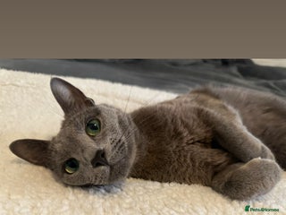 Russian Blue cats 2 x Pedigree Russian Blue GCCF - Advert 1
