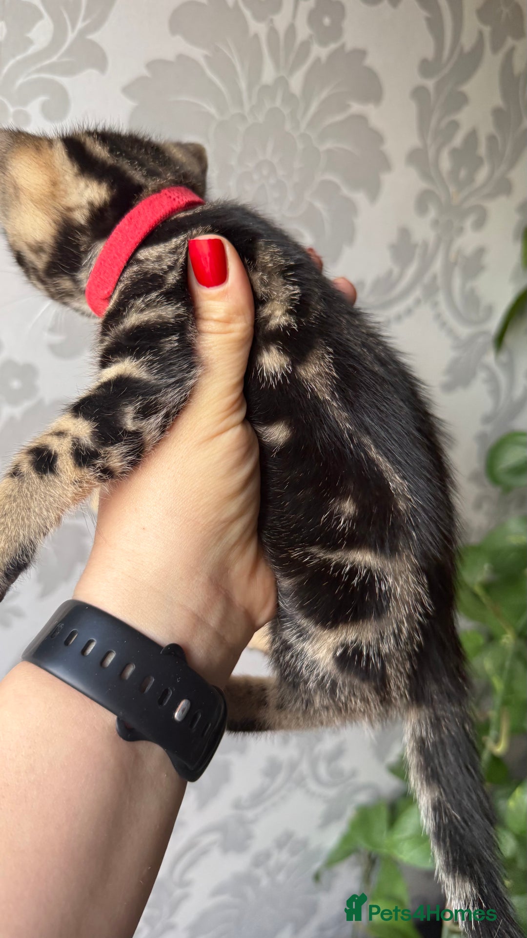 Mixed Breed cats for sale: Mixed bengal kittens - Advert 28