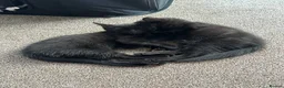 Mixed Breed cats for sale: Lovely 8-Week-Old Kittens (Flea/Worm Treated)⁠ in Chigwell - Advert 2