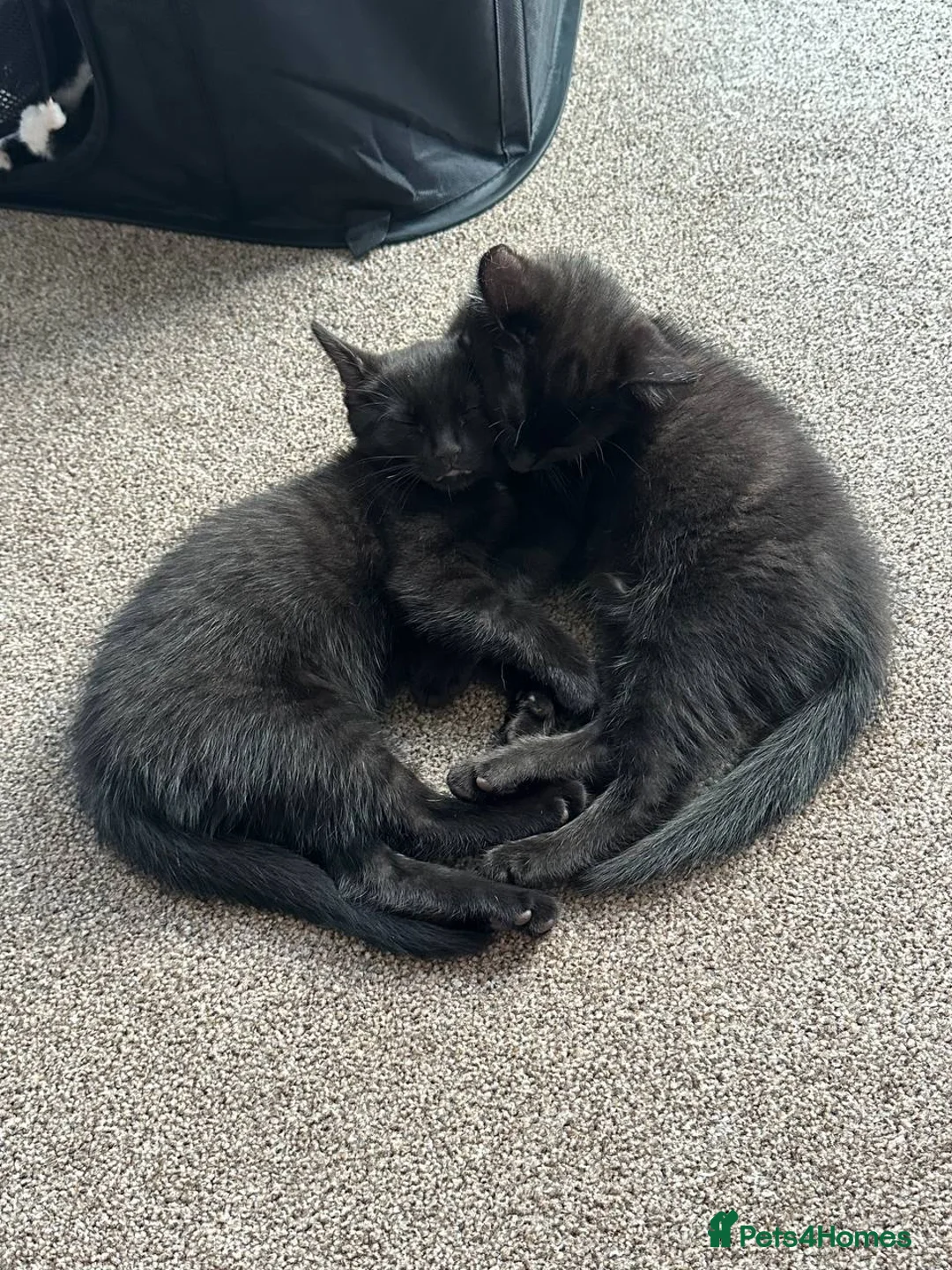 Mixed Breed cats for sale: Lovely 8-Week-Old Kittens (Flea/Worm Treated)⁠ in Chigwell - Advert 2