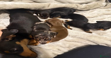 Miniature Dachshund dogs - Advert 13
