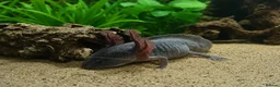 Axolotl reptiles for sale: Axolotl  - Advert 1