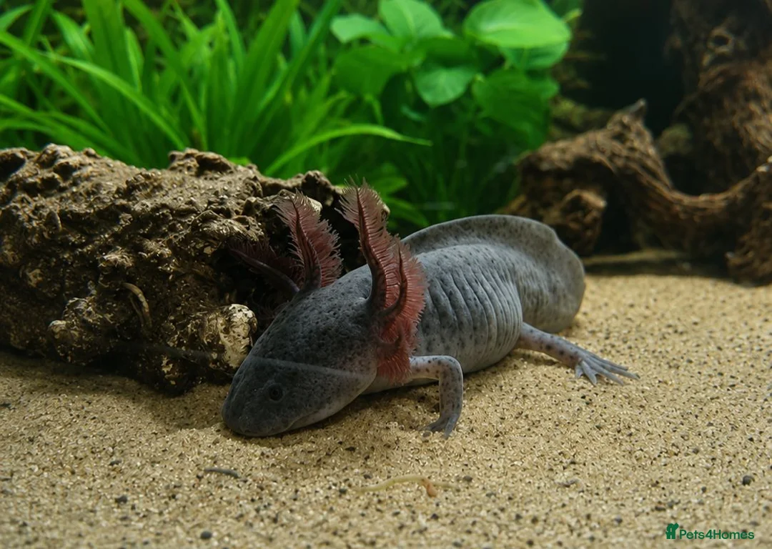 Axolotl reptiles for sale: Axolotl  - Advert 1