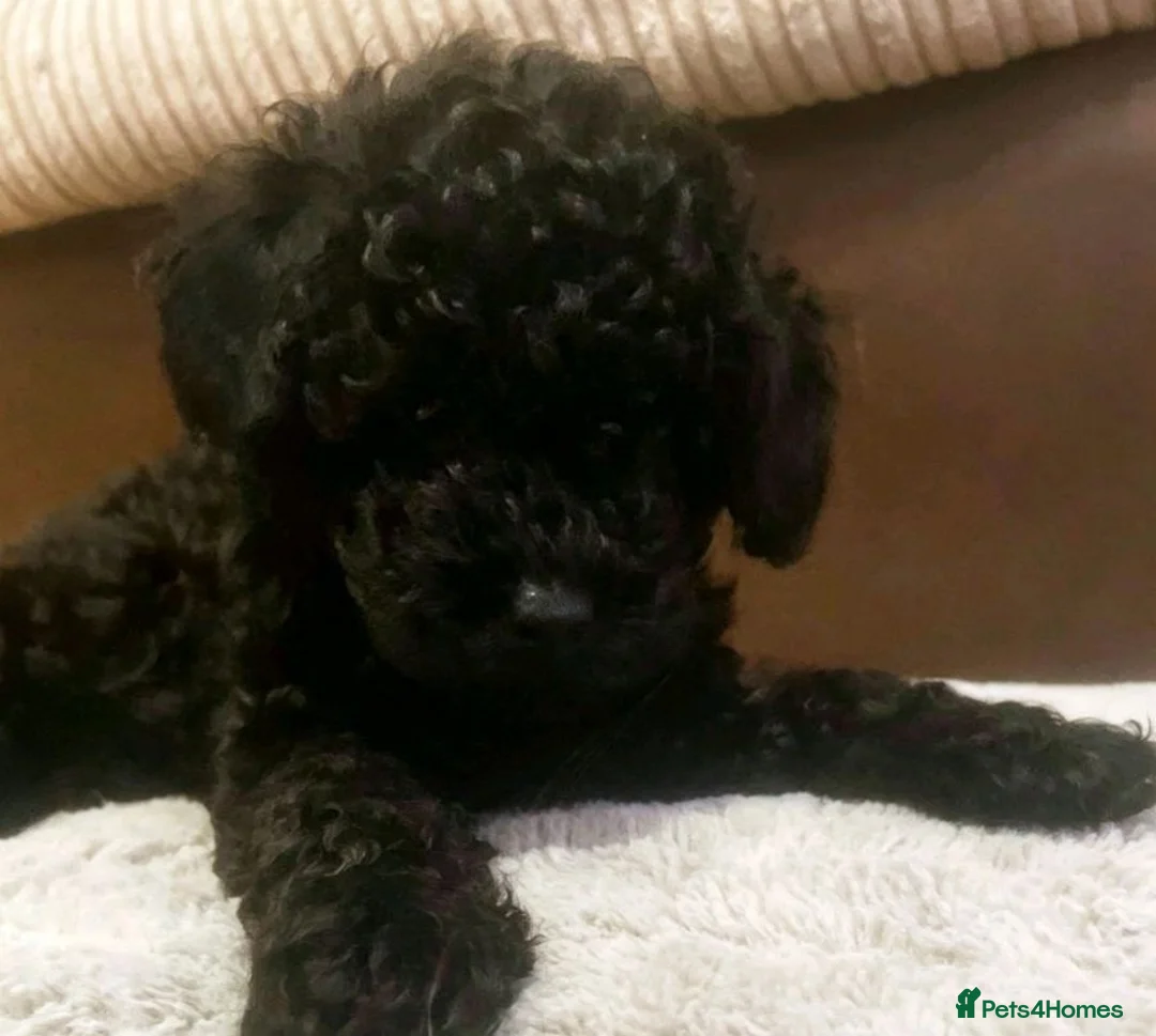 Toy Poodle dogs for sale: 🩷1 left🩷 - Advert 2