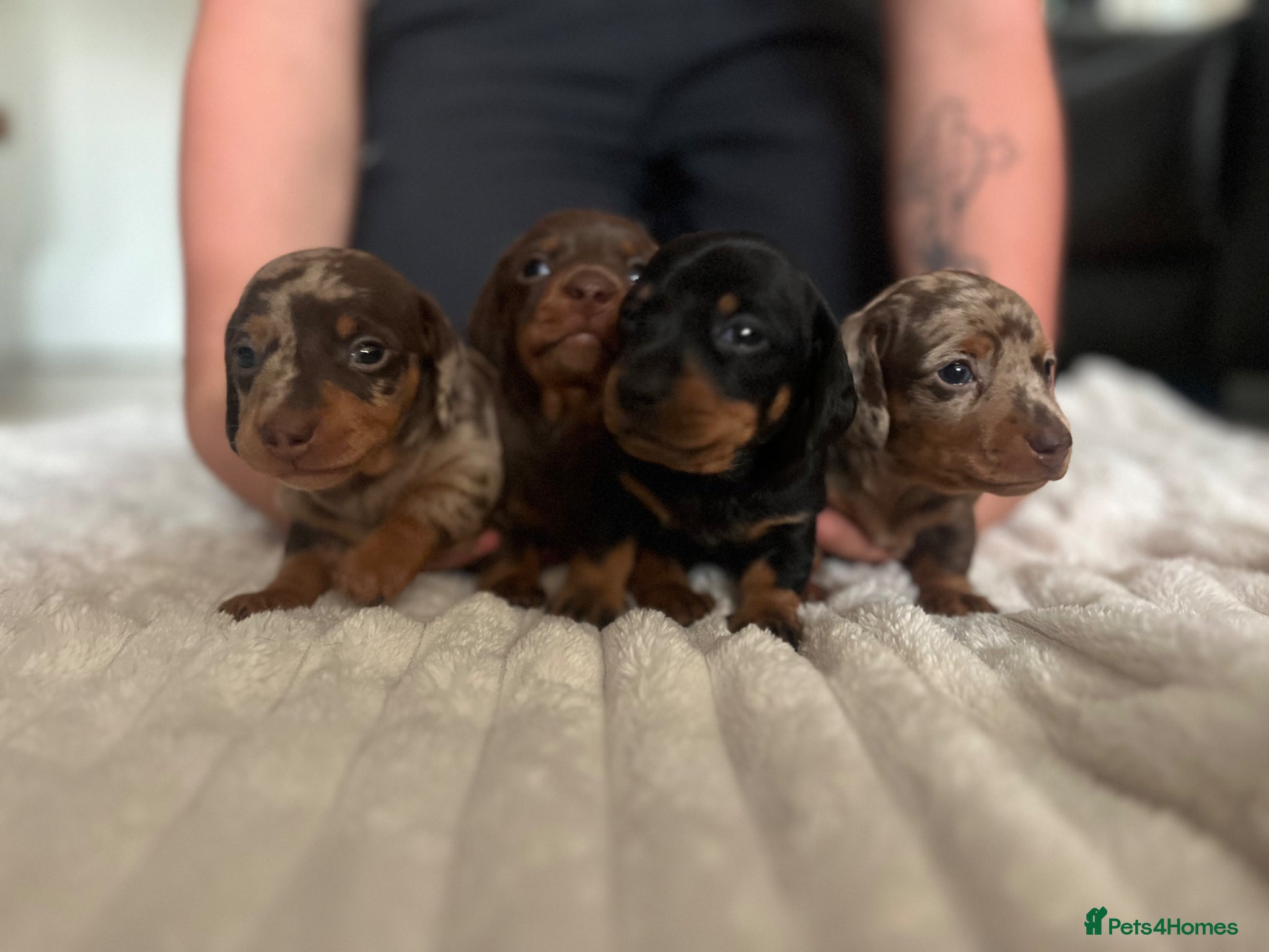 Miniature Dachshund dogs KC REG Miniature dachshunds smoothhaired PRA CLEAR - Advert 15