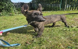 Belgian Shepherd Dog dogs for sale: Dutch Pure Bred Shepherd Puppies  - Image 9