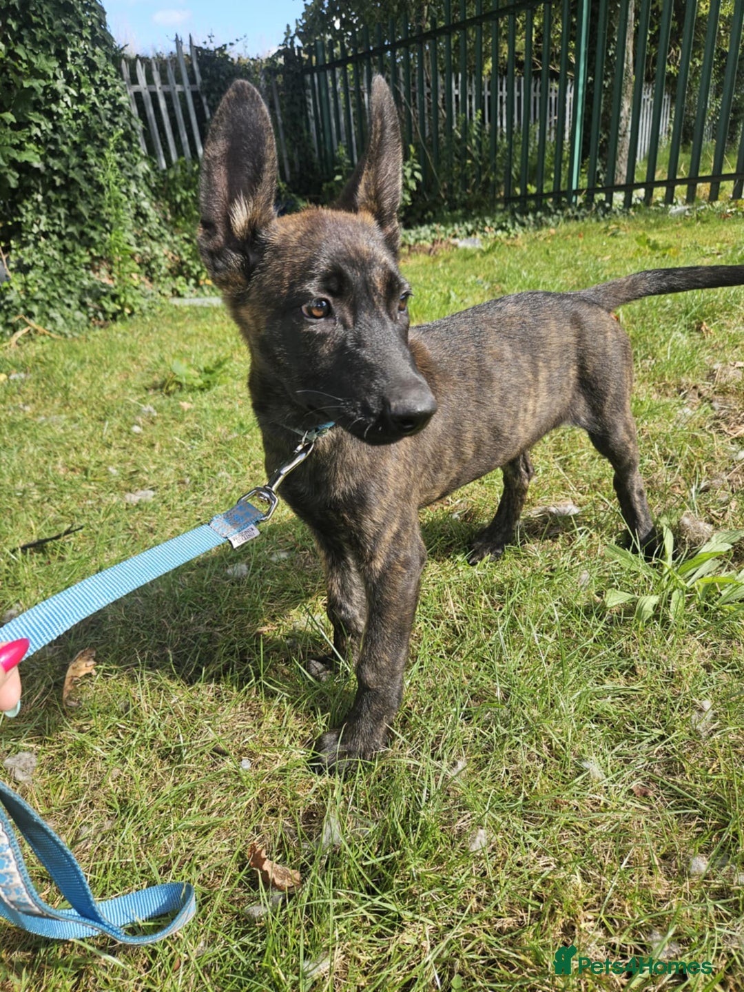 Belgian Shepherd Dog dogs for sale: Dutch Pure Bred Shepherd Puppies  - Image 9