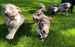 Labrador Retriever dogs for sale: Gorgeous Rare Labrador Retriever Pups  - Image 4