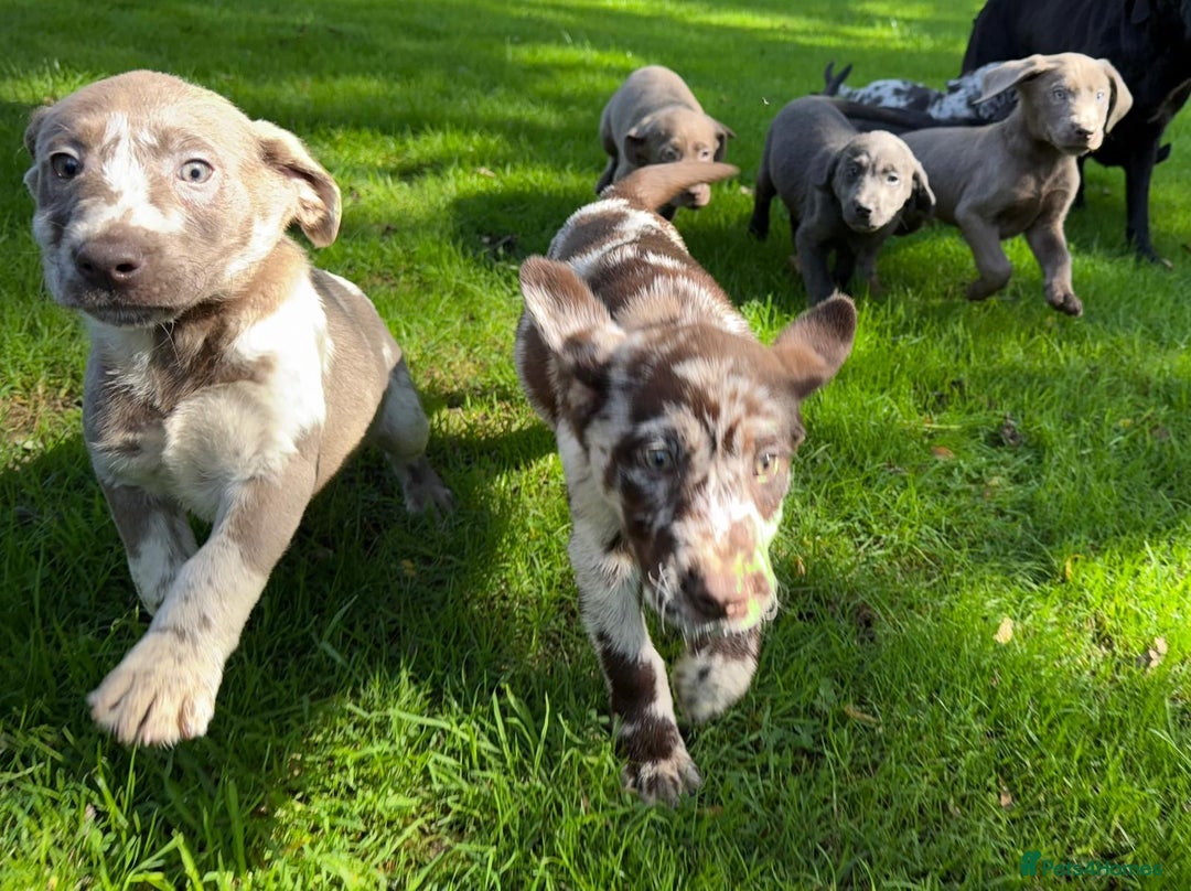 Labrador Retriever dogs for sale: Gorgeous Rare Labrador Retriever Pups  - Image 4