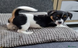 Jack Russell dogs for sale: Jack Russell Pups (ready 24th July) - Image 20