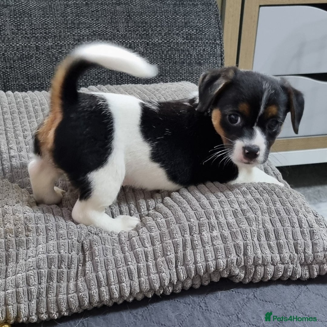 Jack Russell dogs for sale: Jack Russell Pups (ready 24th July) - Image 20
