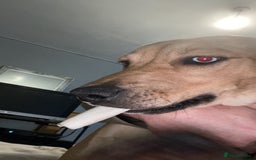 Mixed Breed dogs for sale: Rottweiler x staffy x husky  - Image 2