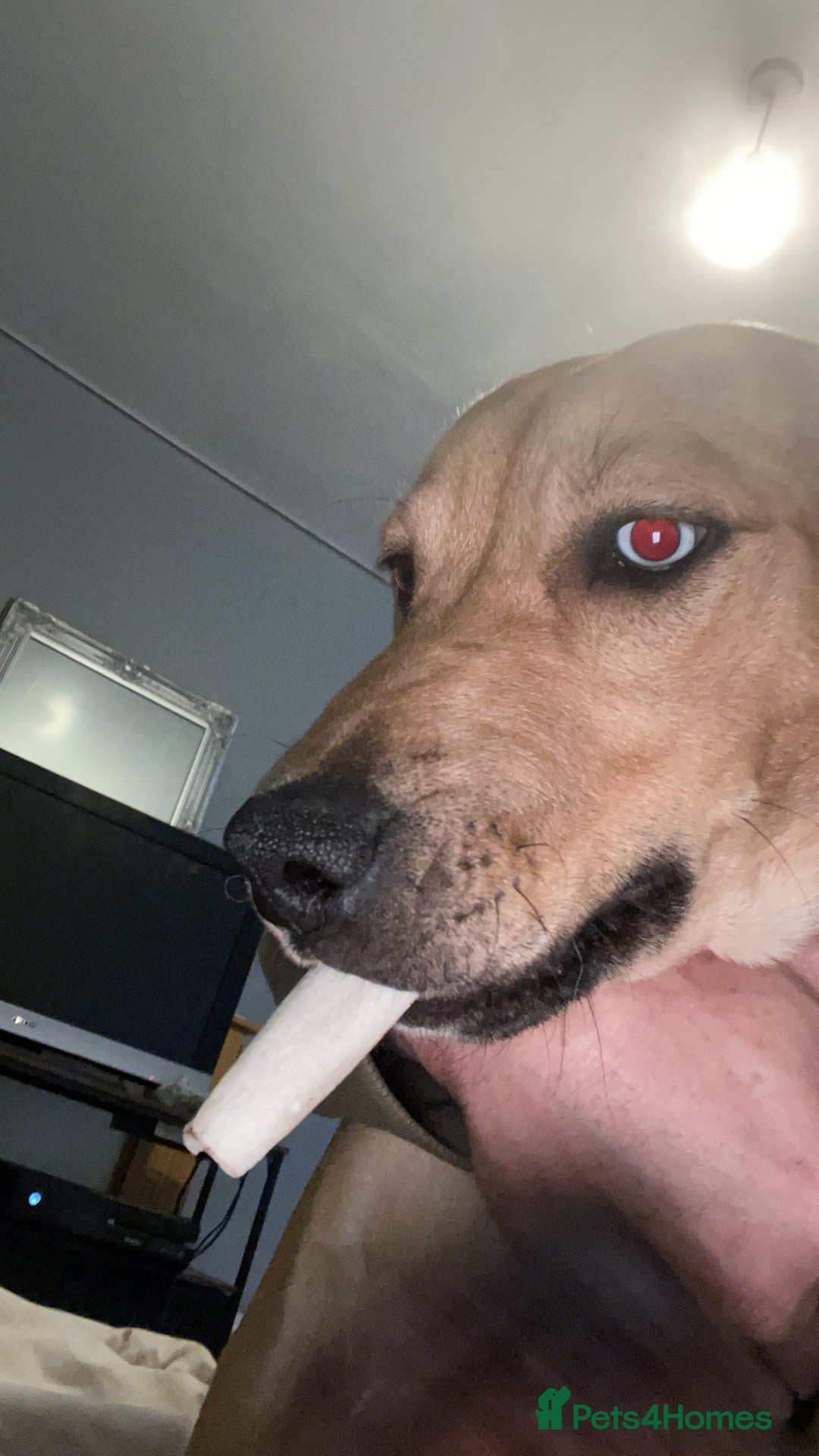 Mixed Breed dogs for sale: Rottweiler x staffy x husky  - Image 2