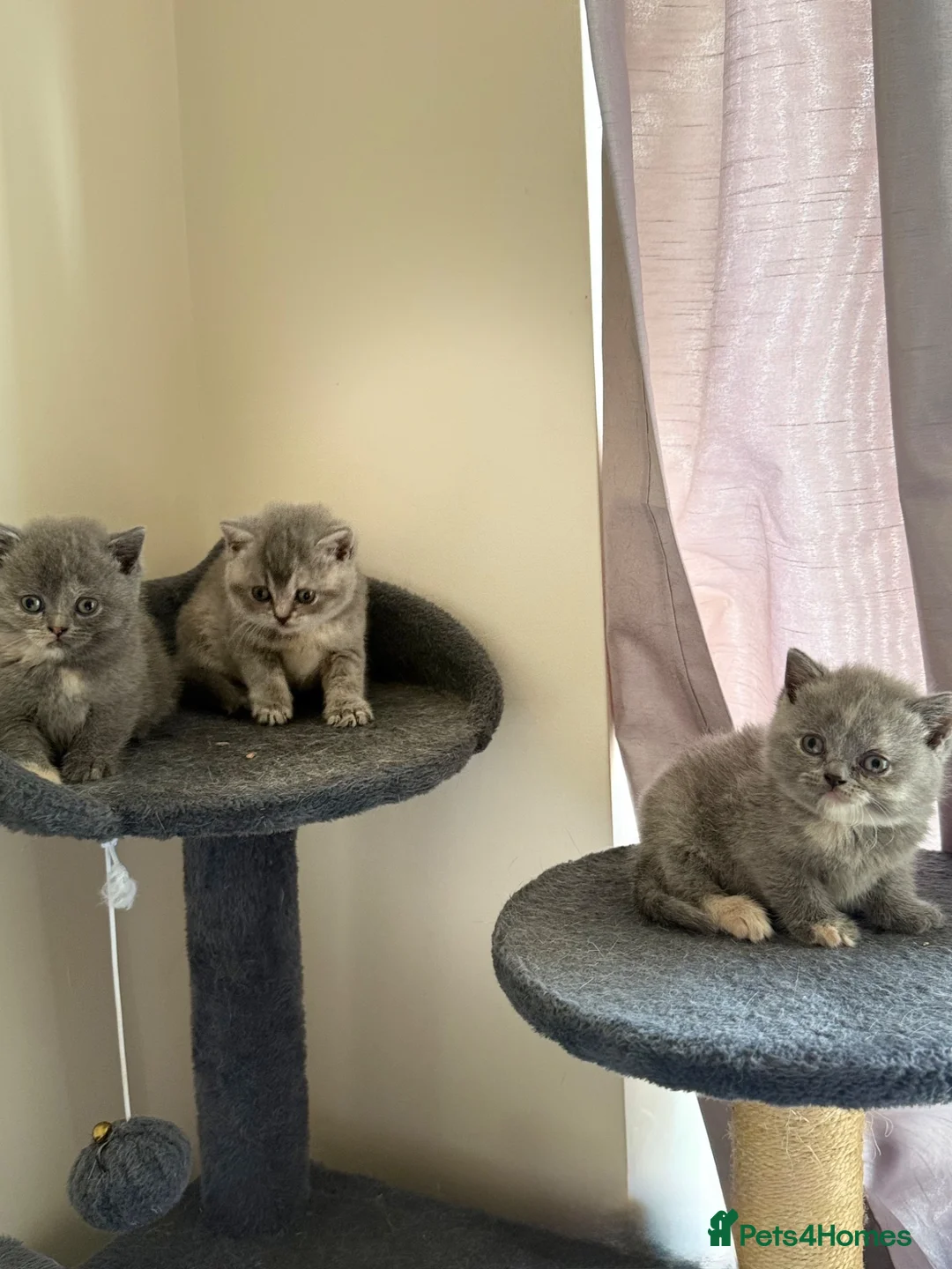 British Shorthair cats for sale: British Shorthair  - Advert 1
