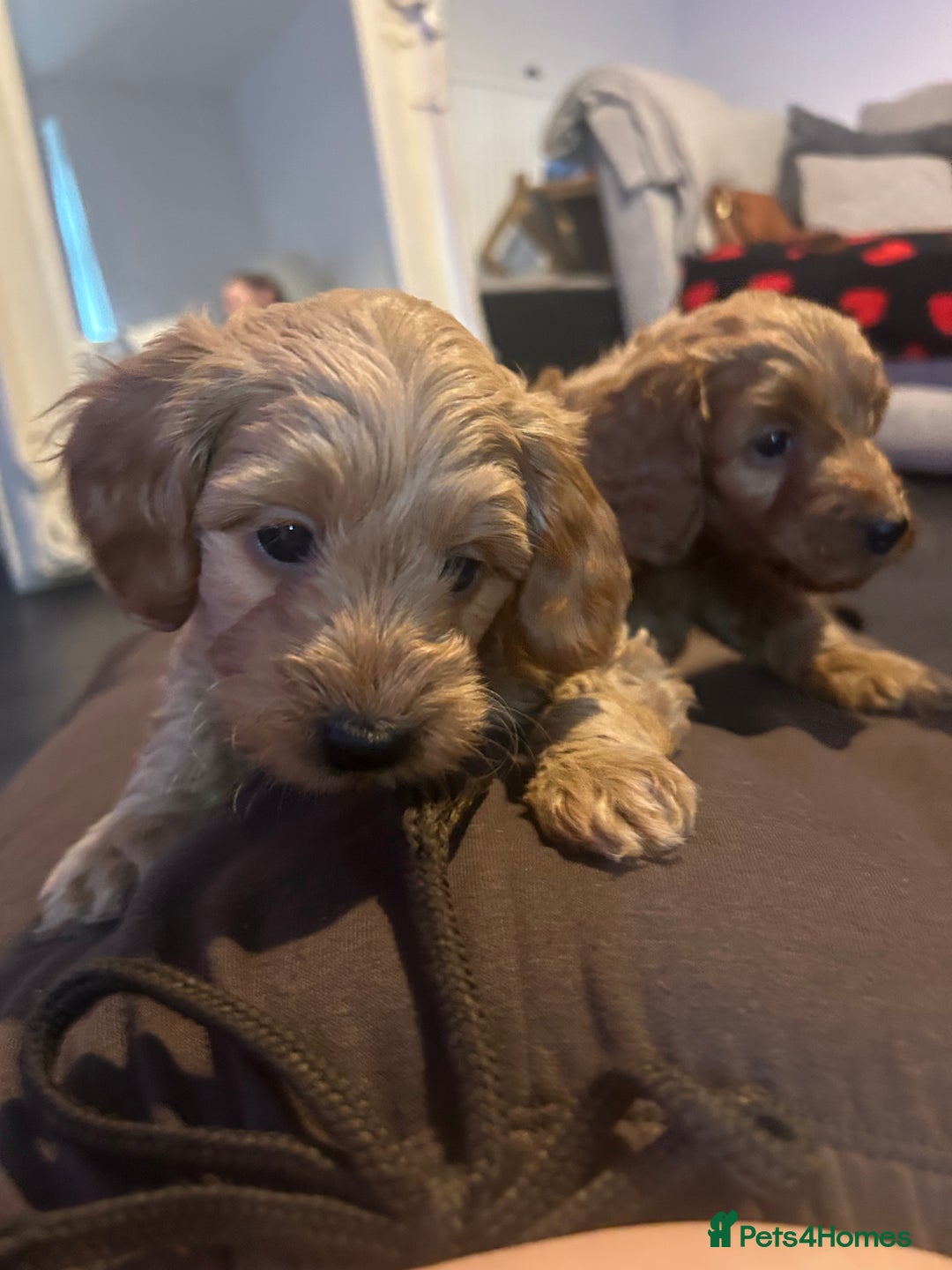 Cavapoo dogs for sale: Cavapoo puppies for sale - Image 4