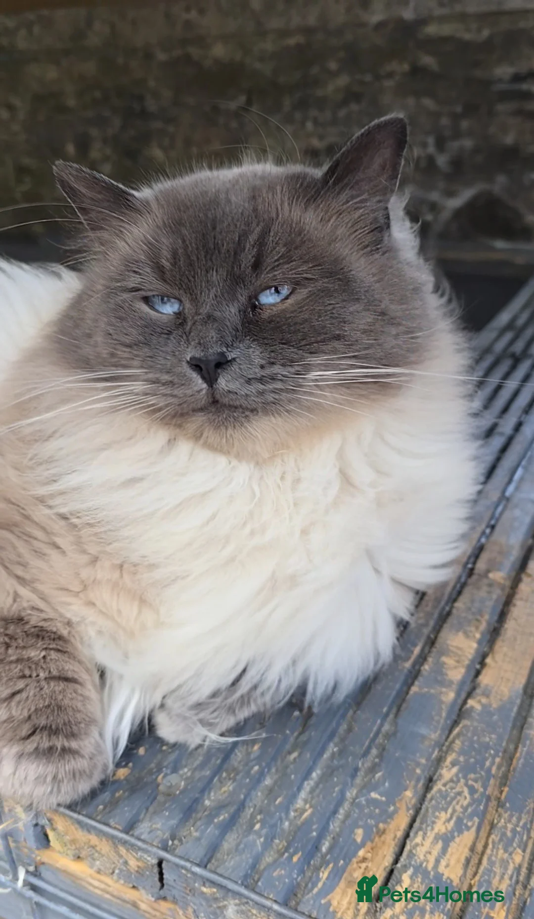 Mixed Breed cats for sale: Ragcoon mix kittens - Advert 3