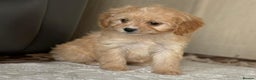 Cavapoo dogs for sale: Beautiful cavapoos ready now - Advert 6