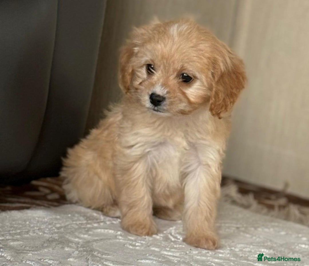 Cavapoo dogs for sale: Beautiful cavapoos ready now - Advert 6