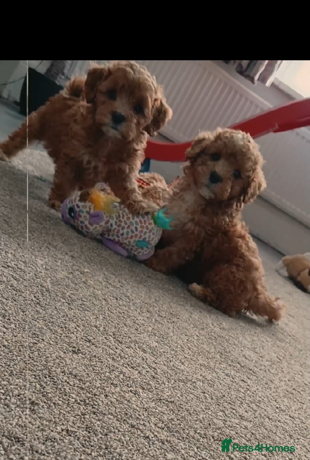 Maltipoo dogs F1B Maltipoo Puppies for Sale – 1 Boy, 3 Girls - Advert 9