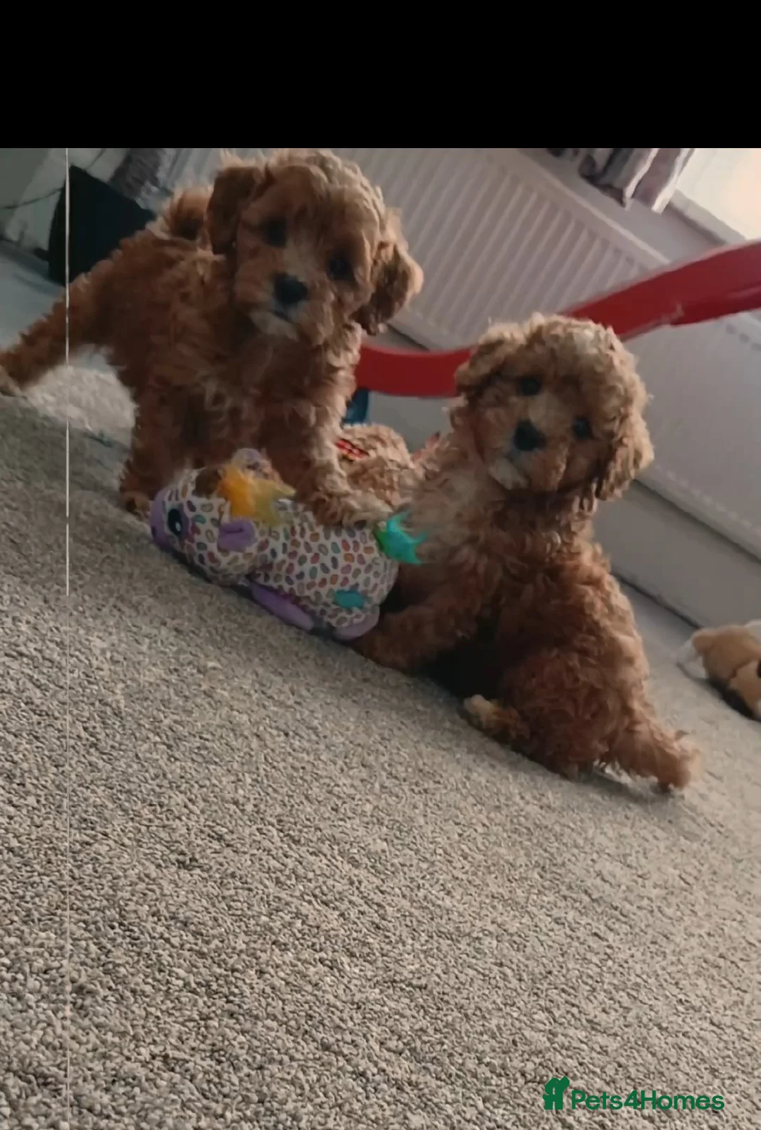 Maltipoo dogs for sale: F1B Maltipoo Puppies for Sale – 1 Boy, 3 Girls - Advert 3