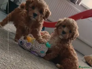 Maltipoo dogs F1B Maltipoo Puppies for Sale – 1 Boy, 3 Girls - Advert 9