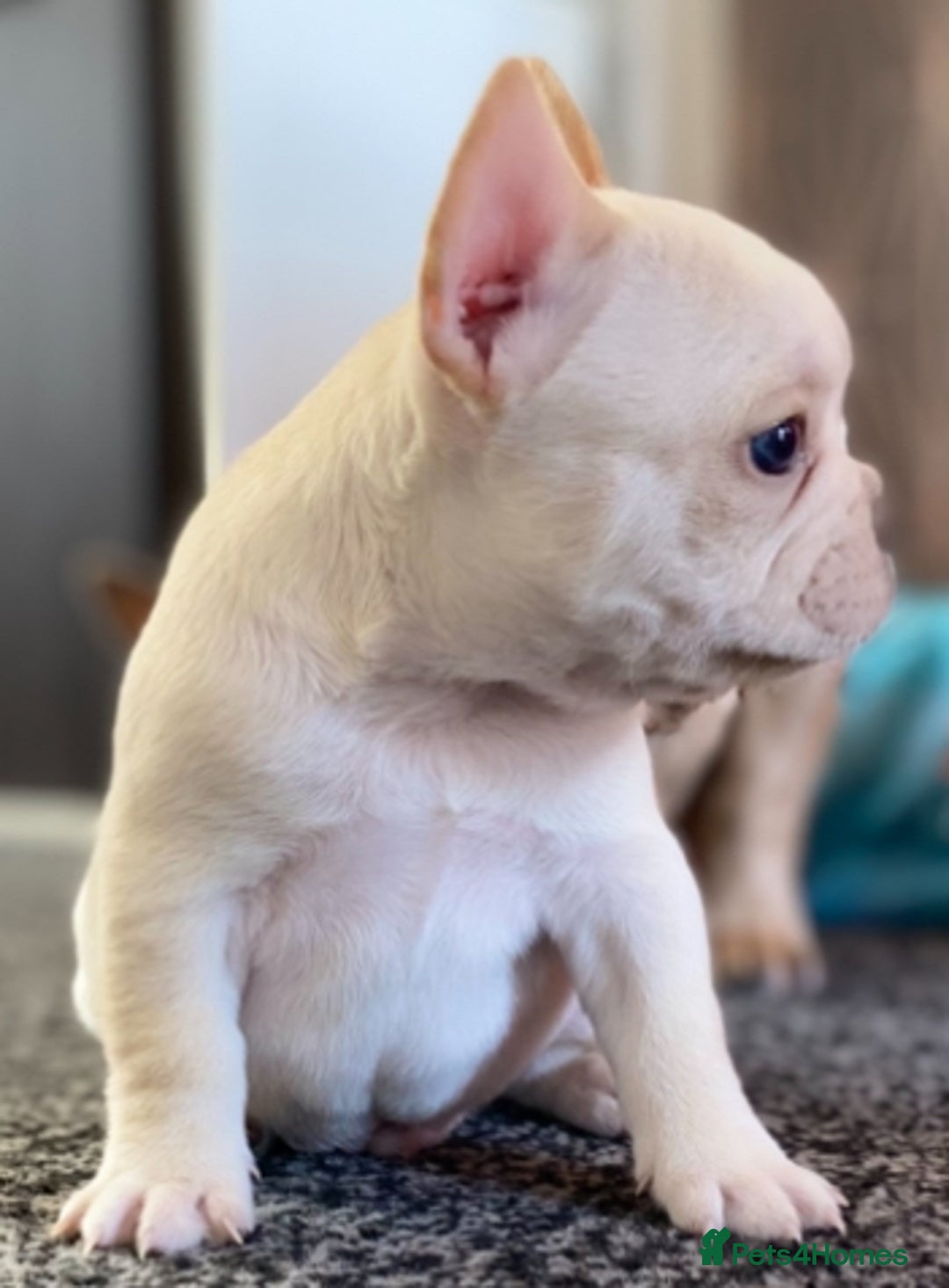 French Bulldog dogs for sale: Last French bulldog puppy - Image 5