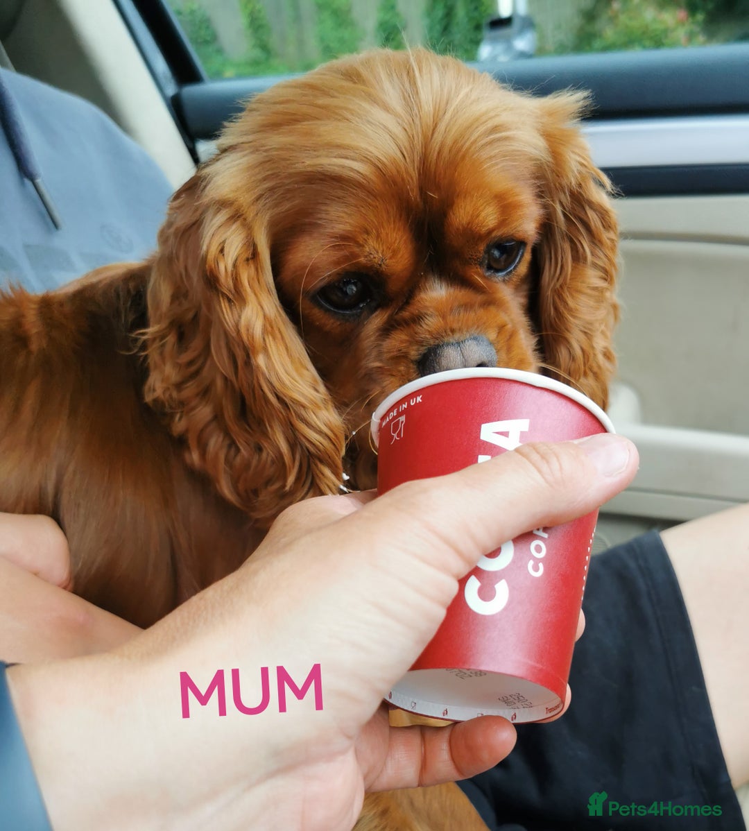 Cavalier King Charles Spaniel dogs for sale: KC health tested cavalier puppies - Image 11