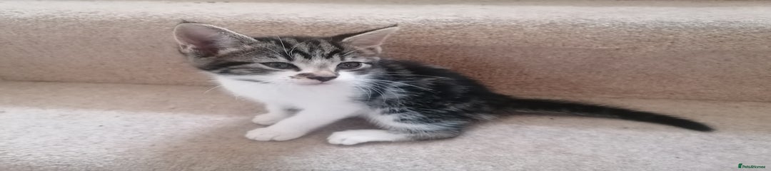 Mixed Breed Kitten 1