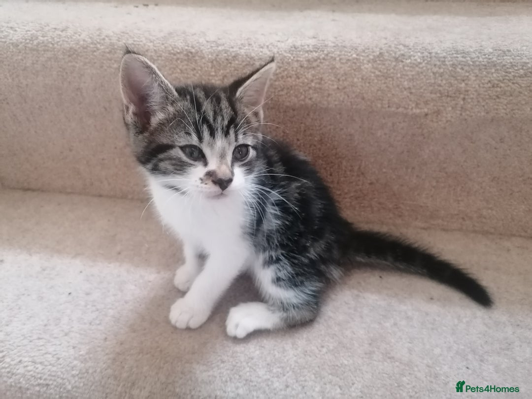 Mixed Breed cats for sale: Mixed litter very well handled Tabby kittens  - Image 6