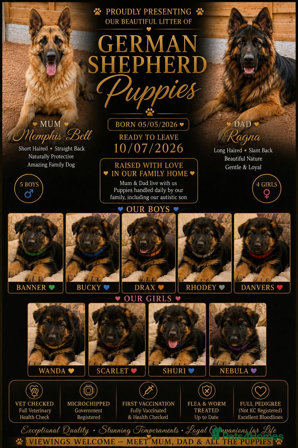 German Shepherd dogs  Beautiful Family-Raised German Shepherd Puppies  - Advert 2