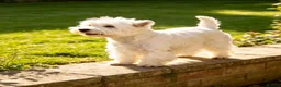 West Highland Terrier dogs for sale: KC, quality, true to type westie puppies  - Advert 4