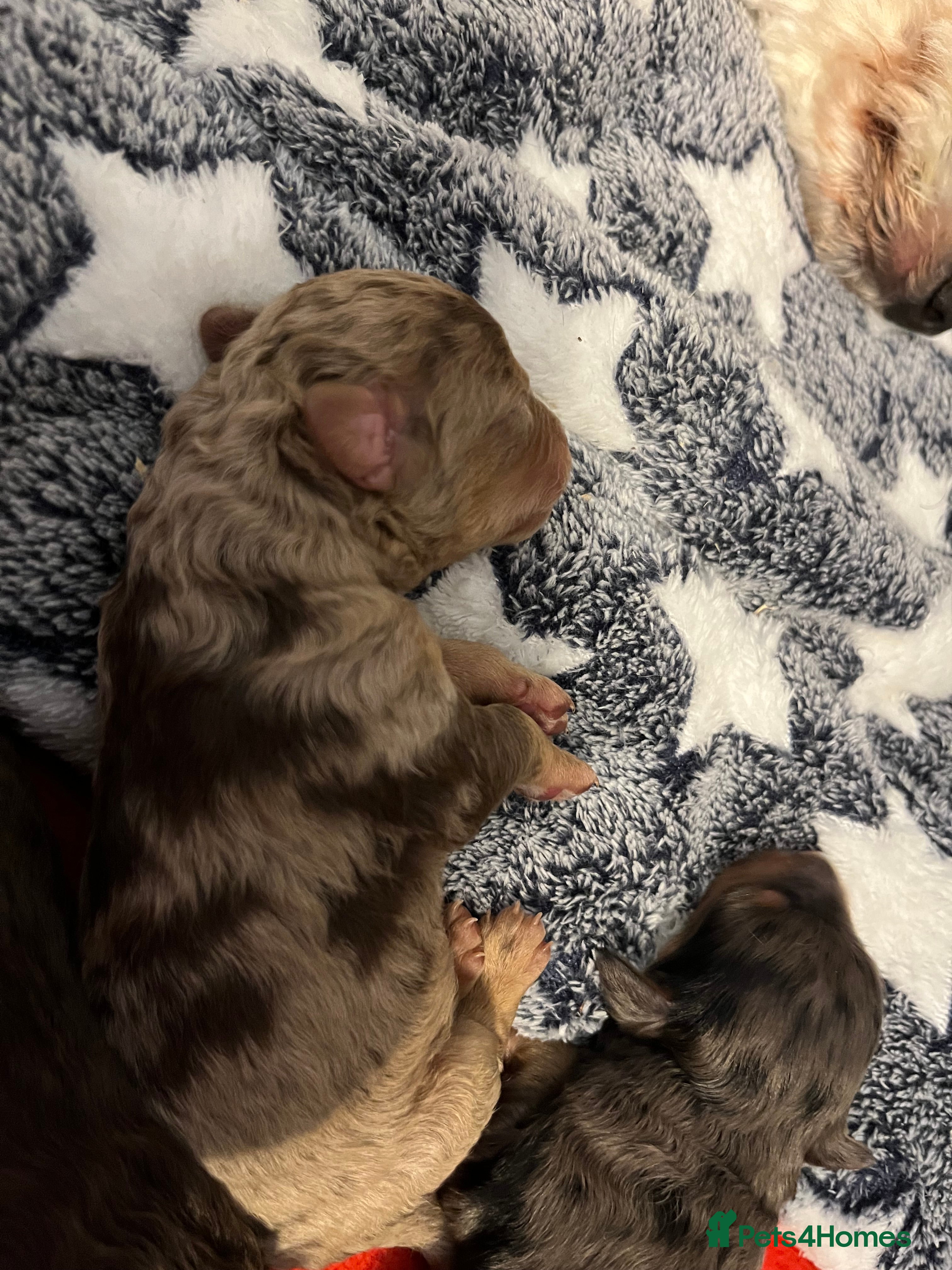 Cockapoo dogs F1b cockapoos - Advert 18