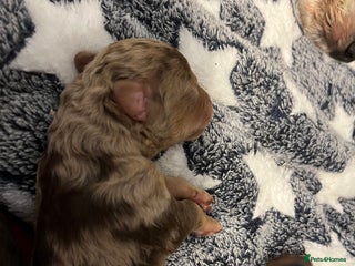 Cockapoo dogs F1b cockapoos - Advert 9