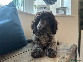 Cockapoo Puppy 4