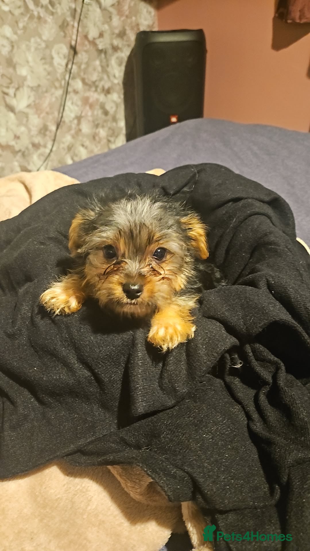 Yorkshire Terrier dogs for sale: Mini Yorkshire terrier  - Image 10