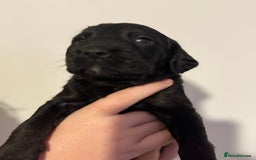 Mixed Breed dogs for sale: Beautiful unique puppies  - Image 7