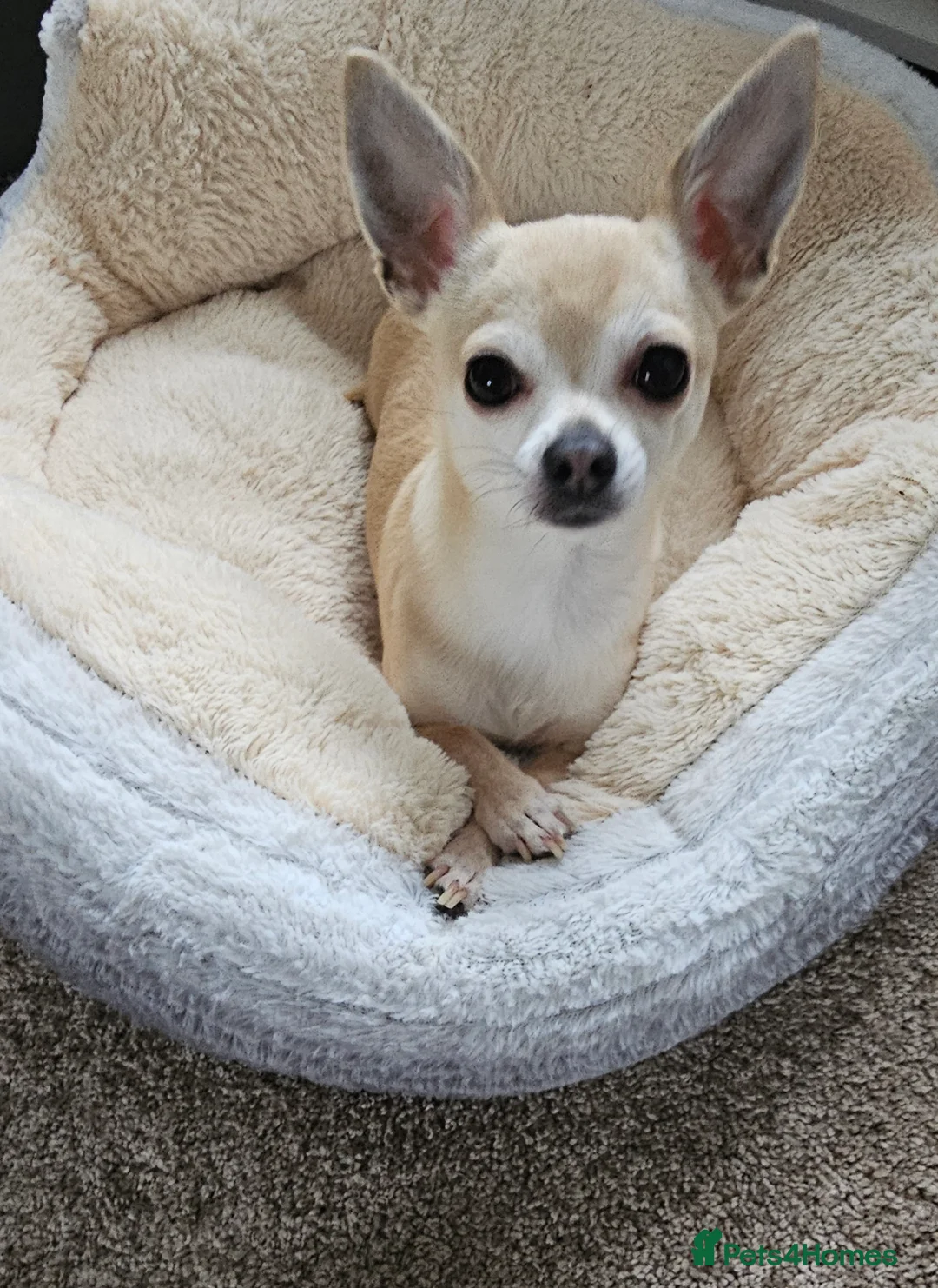 Chihuahua dogs for sale: Male teacup chihuahua (Micky) - Advert 1
