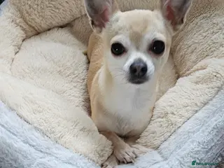 Chihuahua dogs Male teacup chihuahua (Micky) - Advert 1