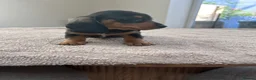 Miniature Dachshund dogs for sale: *** 3 beautiful mini dachshunds ** - Advert 9