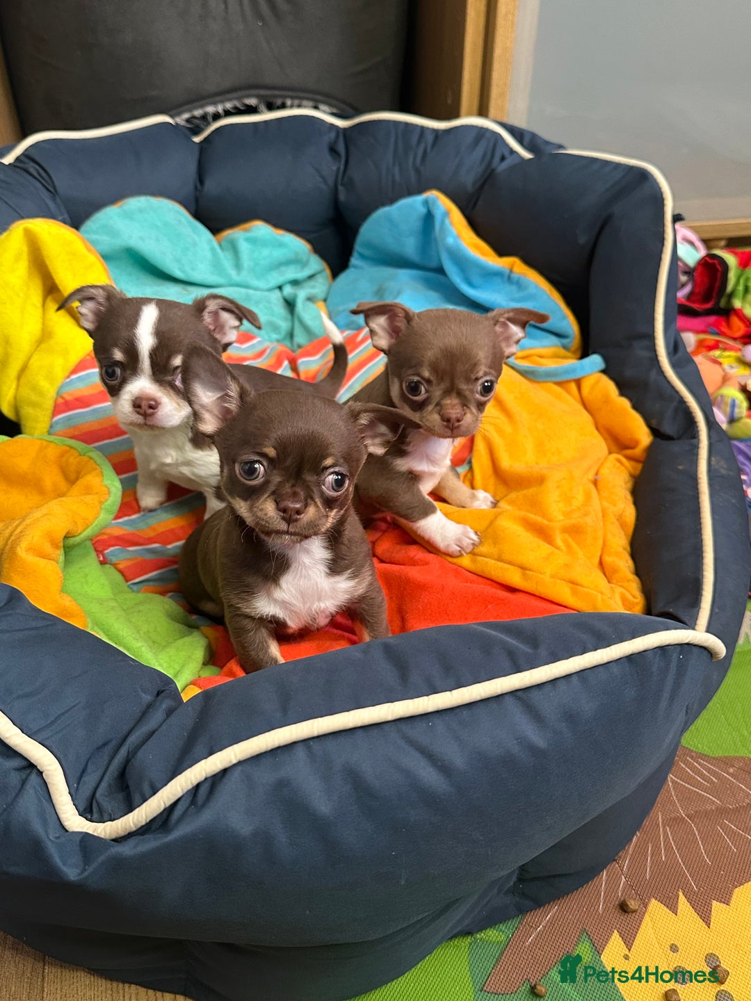 Chihuahua dogs for sale: Chihuahua puppies  - Advert 1