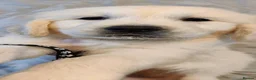 Golden Retriever dogs for sale: Superb WHITE K.Creg Golden Retriever puppies  - Advert 21