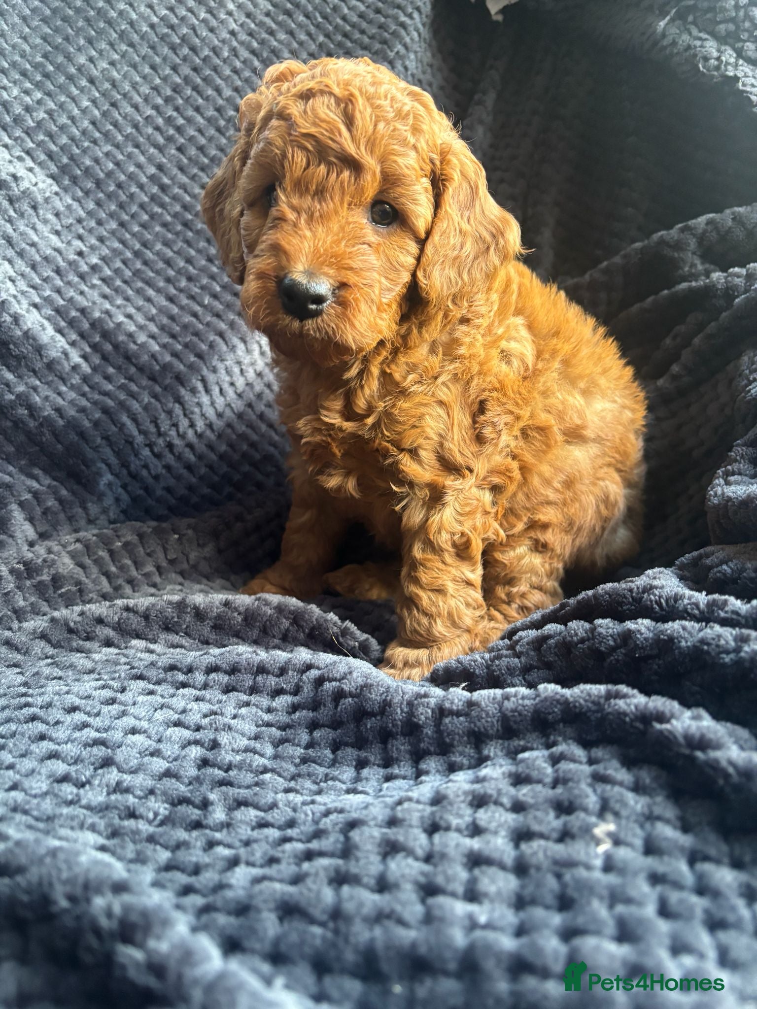 Cockapoo dogs for sale: 2 boys available in Wisbech - Advert 3