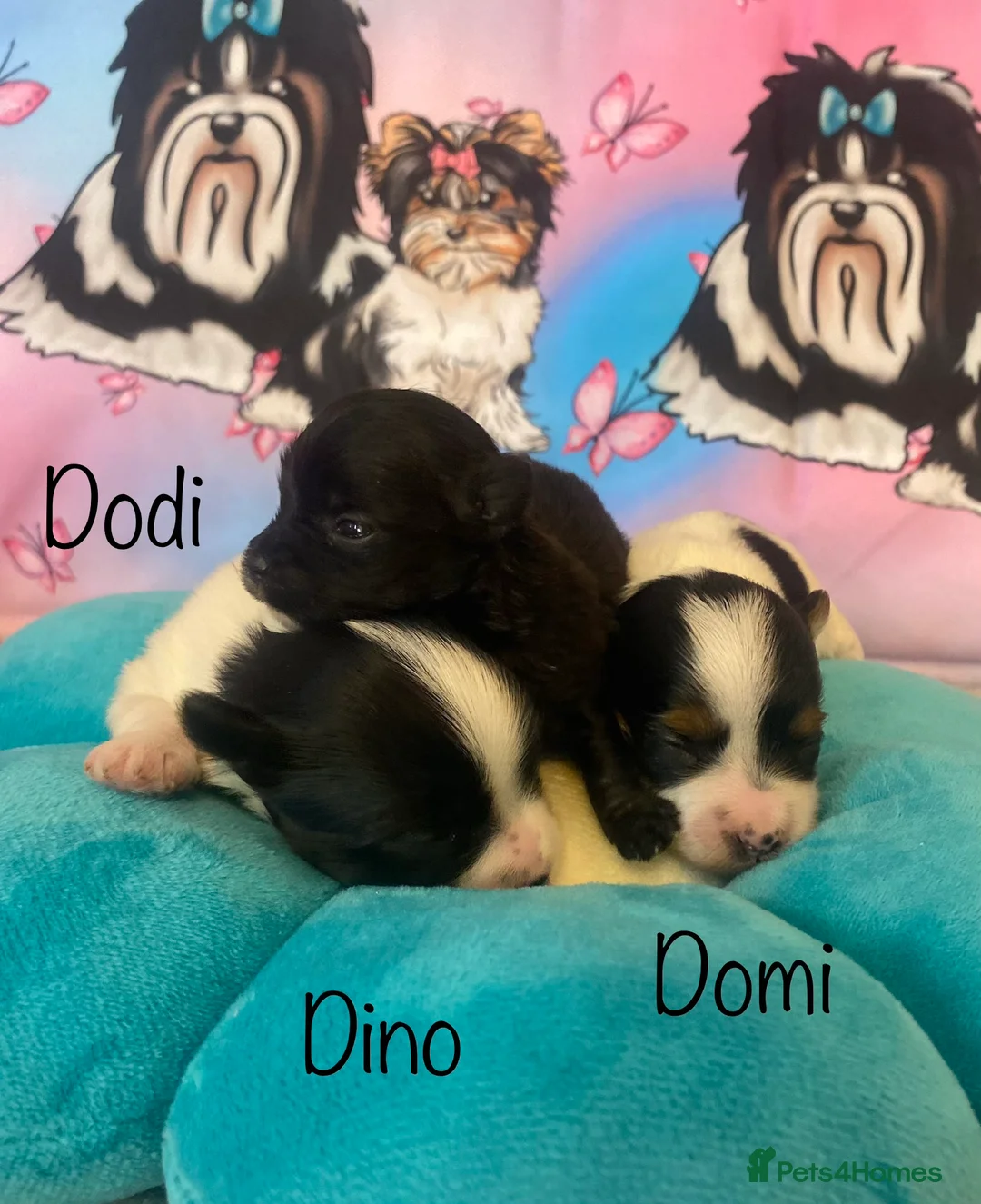 Yorkshire Terrier dogs for sale: Beautiful small Biewer Yorkshire Terrier Pedigree  - Advert 1