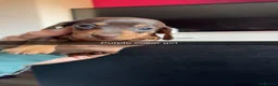 Miniature Dachshund dogs for sale: 5 STAR QUALITY MINIATURE DACHSHUND PUPS - Advert 8