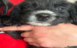 Mixed Breed dogs for sale: Springer x Labrador x German shepherd  - Image 6
