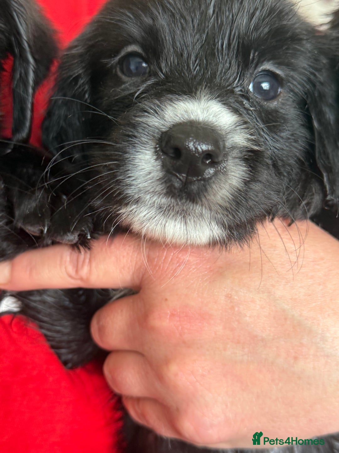 Mixed Breed dogs for sale: Springer x Labrador x German shepherd  - Image 6