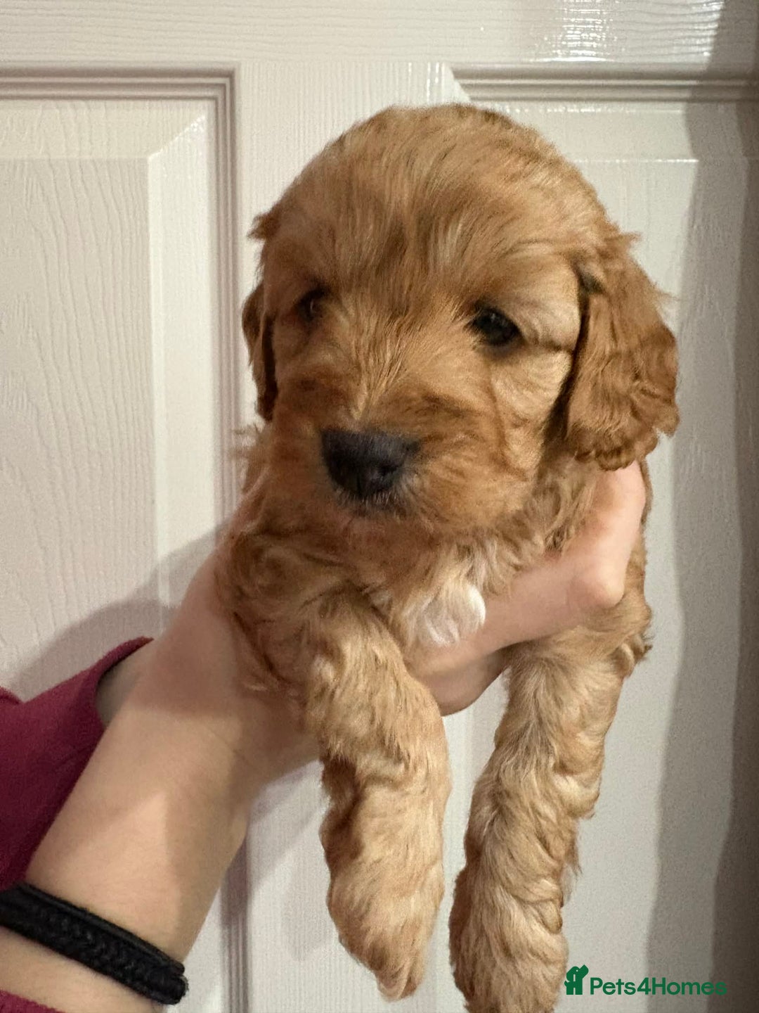 Cavapoo dogs for sale: Beautiful F1B Teddy Cavapoo Puppies - Advert 6