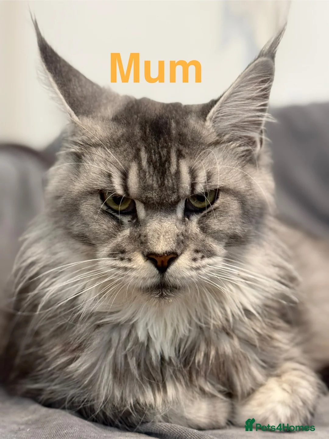 Maine Coon cats for sale: Champions - Bloodline Purebred Maine Coon Kittens - Advert 12