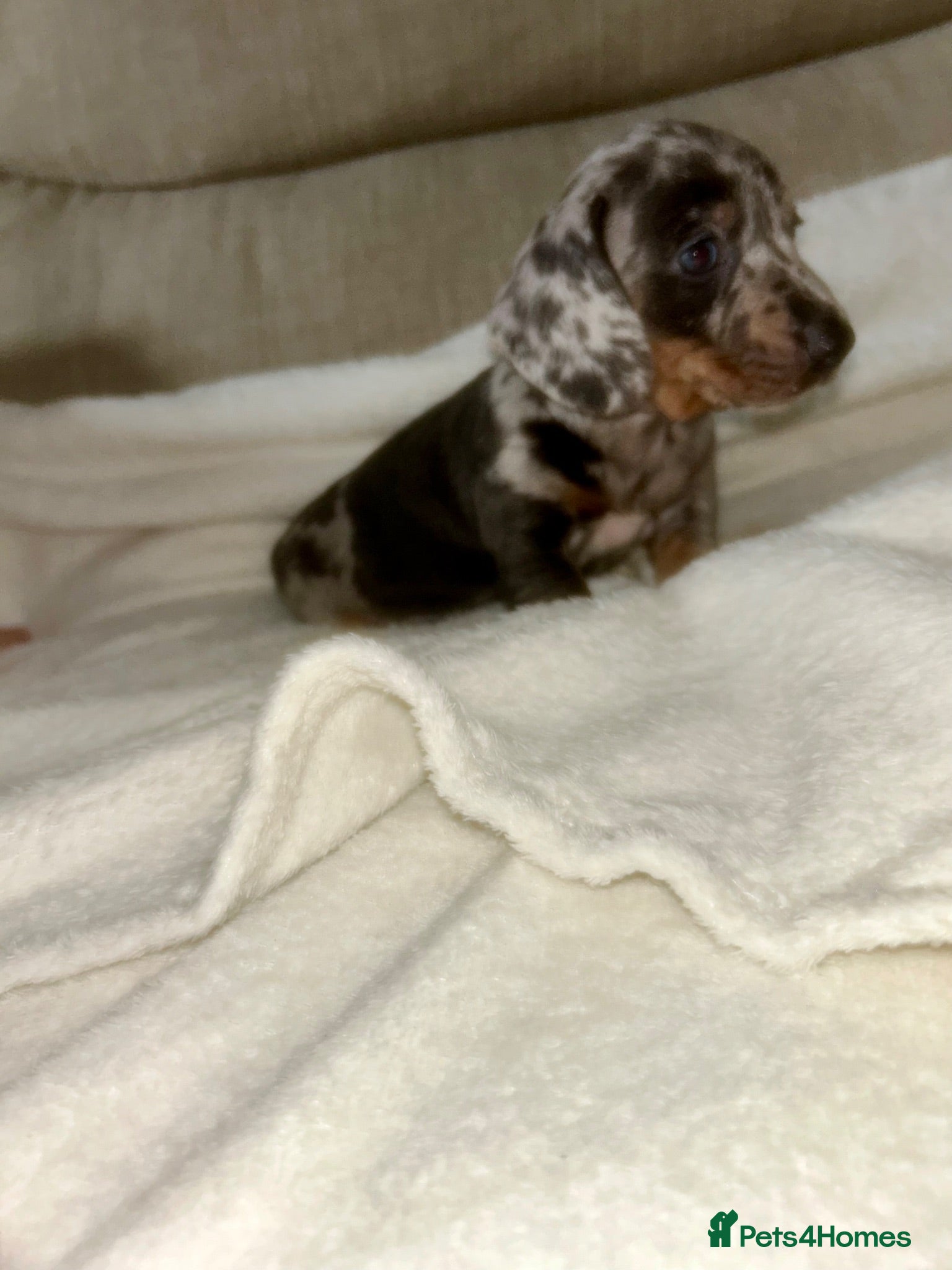 Miniature Dachshund dogs Kc reg miniature dachshund puppies  - Advert 18